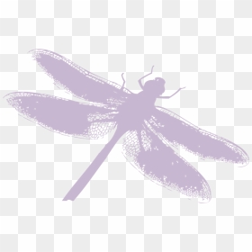 Dragonfly Silhouette Png Download - Dragonfly, Transparent Png - dragonfly silhouette png