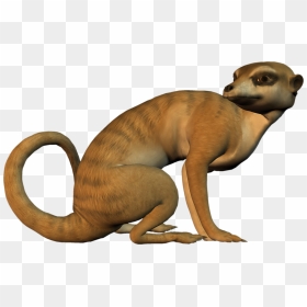 Meerkat Clip Art, HD Png Download - meerkat png