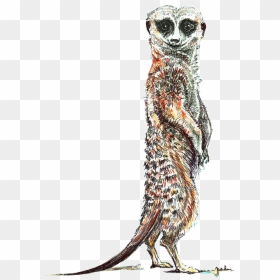 Meerkat, HD Png Download - meerkat png