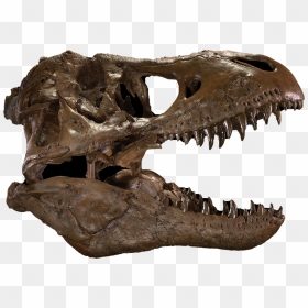 T Rex Skull Png, Transparent Png - dinosaur skull png