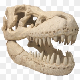 T-rex Skull Aquarium Ornament - Skull, HD Png Download - dinosaur skull png