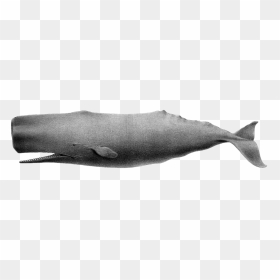 The Wisest And Most Courageous Of Whales, The Sperm - Sperm Whale Old Drawing, HD Png Download - sperm whale png