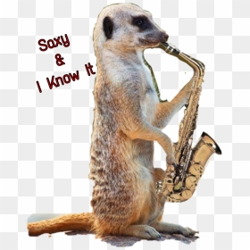 #saxophone #sticker #jazz #meerkat #dbanta2018 #freetoedit - Animals Playing Jazz, HD Png Download - meerkat png