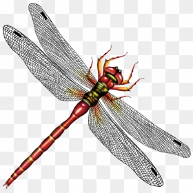 Dragonfly Vector Free Download - Dragonfly Vector Png, Transparent Png - dragonfly silhouette png