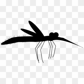 Insect Black & White - Membrane-winged Insect, HD Png Download - dragonfly silhouette png