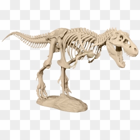 Skeleton T Rex 3d, HD Png Download - dinosaur skull png