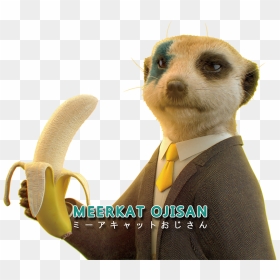 Meerkat, HD Png Download - meerkat png