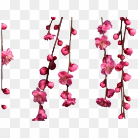 Hanging Cherry Blossom Png, Transparent Png - cherry blossom emoji png