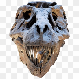 Field Museum Of Natural History, HD Png Download - dinosaur skull png