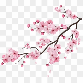#cherry #cherryblossom #blossom #peachflower #peach - Sakura Branch Drawing, HD Png Download - cherry blossom emoji png