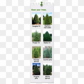 Know Your Trees - Eastern Red Cedar Tree, HD Png Download - christmas corner png
