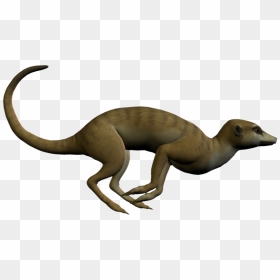 Meerkat Clipart - Clip Art, HD Png Download - meerkat png