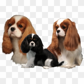 Cavalier King Charles Spaniel Png, Transparent Png - cavaliers png