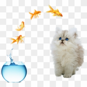 #freetoedit #cute #cat #fish Jumping Out Of Bowl - Life Is What You Make, HD Png Download - fish jumping png
