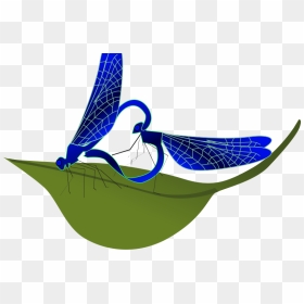Coupling Dragonfly - Likovni Konkurs Svet Buba, HD Png Download - dragonfly silhouette png