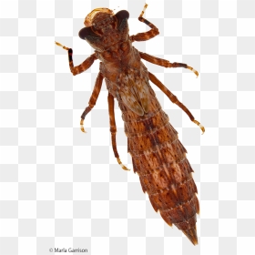Dragonfly Nymph Png - Hornet, Transparent Png - dragonfly silhouette png