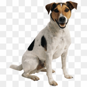 Pet Sitting Dog Toys Cat Dog Walking - Jack Russell Terrier Transparent, HD Png Download - dog toys png