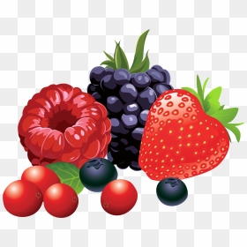 Forest Fruits Png Vector - Berries Clipart, Transparent Png - holly berry png