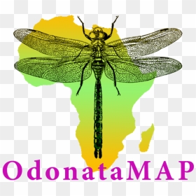 Africa, HD Png Download - dragonfly silhouette png