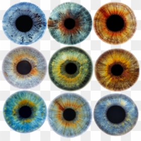 Color De Iris - Realistic Eye Iris Drawing, HD Png Download - viking shield png