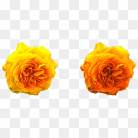 Yellow Roses Golden Png Png Nature Flowers Free Download - Portable Network Graphics, Transparent Png - garden flowers png
