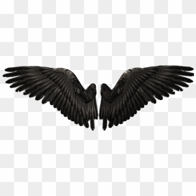 Devil Wings Png , Png Download - Black Wings Png, Transparent Png - devil wings png