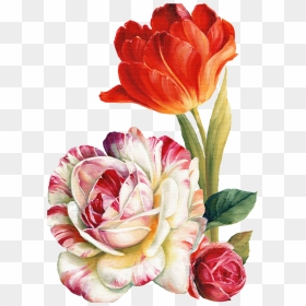 Png Lis Audit - Transparent Flower Painting Png, Png Download - garden flowers png