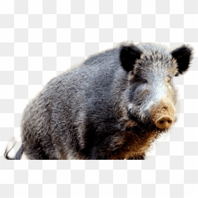 Wild Boar, HD Png Download - pig nose png