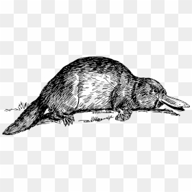 Reptile,art,monochrome Photography - Black And White Of Platypus, HD Png Download - perry the platypus png