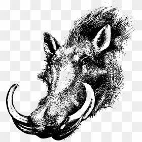 Warthog Head Clipart, HD Png Download - pig nose png