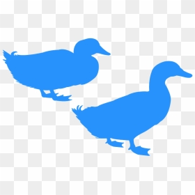 American Black Duck, HD Png Download - duck silhouette png