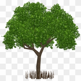 Tree Png For Architect , Png Download - Transparent Mangrove Tree Png, Png Download - mangrove png