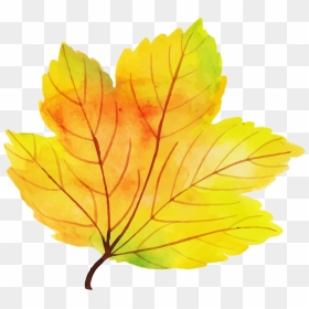 Maple Leaf, HD Png Download - watercolor trees png