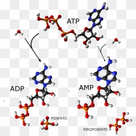 Atp Adp Amp - Adenosine Triphosphate Png, Transparent Png - amp png