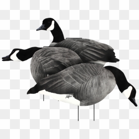 White Rock Decoys, HD Png Download - duck silhouette png