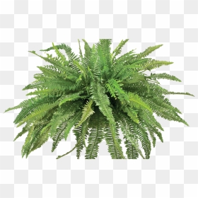 Transparent Ivy Wall Png - Fern Plant Png, Png Download - ivy wall png