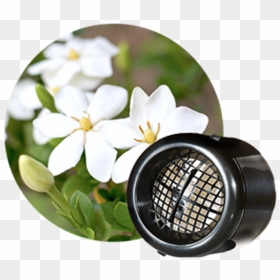 Gardenia , Png Download - Gardenia Varieties, Transparent Png - gardenia png