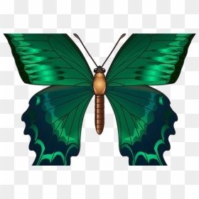 Green Butterfly Png Clip Art Image Butterfly"s Pinterest - Queen Alexandra's Birdwing, Transparent Png - green butterfly png