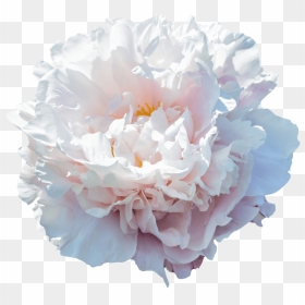 Gardenia Peony, HD Png Download - gardenia png