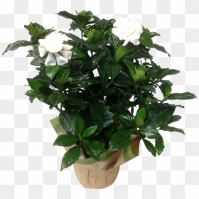 12in Gardenia Gardenia 7 In White Masson Farms - Plants, HD Png Download - gardenia png