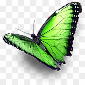 #green #butterfly #ftestickers - Mariposa Rosa Png, Transparent Png - green butterfly png