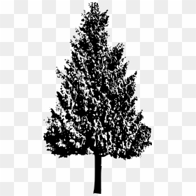 Fern Pine Png - Trees Illustration Black And White, Transparent Png - tree png silhouette