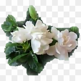 Bouquet , Png Download - Bouquet, Transparent Png - gardenia png