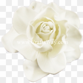 Fsh606 Gardenia Type E - Garden Roses, HD Png Download - gardenia png