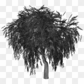 Willow Tree Silhouette Png, Transparent Png - weeping willow png