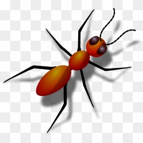 Honeypot Ant Clip Art Download - Animal That Has 6 Legs, HD Png Download - honey pot png