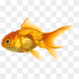 Goldfish Fish Clipart Clip Gold Fish Png - Fish Png, Transparent Png - goldfish cracker png