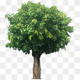Transparent Background Tree Png, Png Download - deciduous tree png