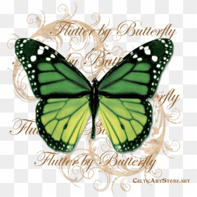 Butterflies & Dragonflies Tagged "butterfly - Rainbow Butterfly Real Life, HD Png Download - green butterfly png