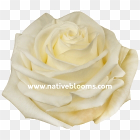 Rosa Blanca Png, Transparent Png - rosa blanca png